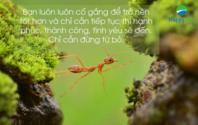 Không từ bỏ