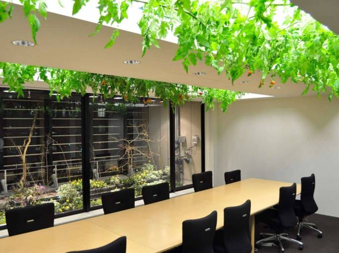 Những dây cà chua mọc leo phía trên trần phòng họp.