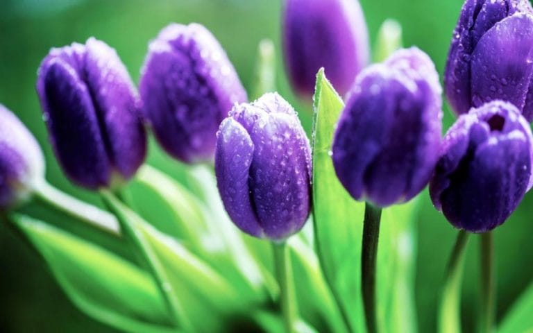 bong bóng hoa tulip, thương vụ để đời