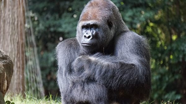 Con Gorilla