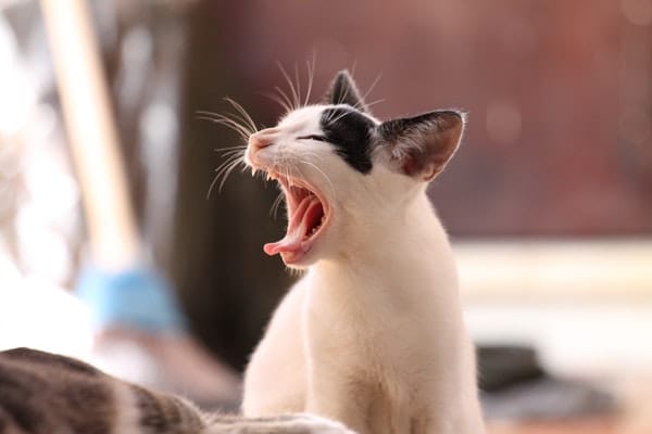 "Meooooozzz"