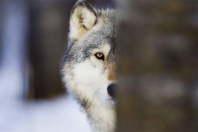Phân tích khối lượng: Cách Cừu Non đọc âm mưu “tạo sóng” của bầy Sói