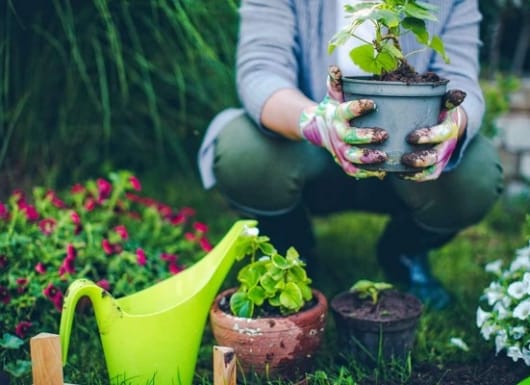 Đầu tư tựa như làm vườn