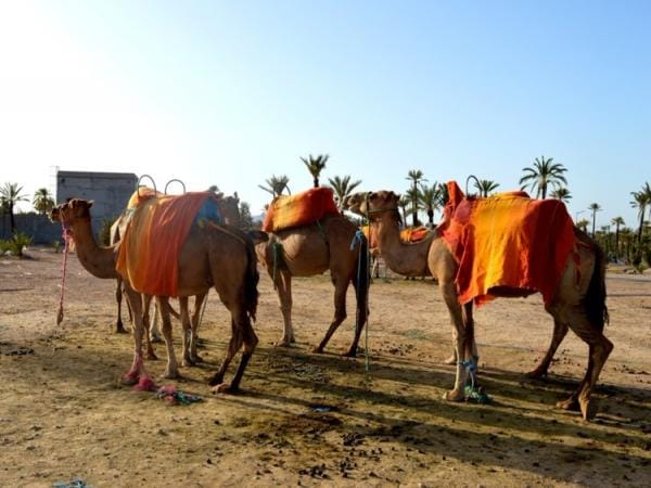 Mansa Musa Keita Đệ Nhất - một vị vua và là người giàu nhất trong lịch sử
