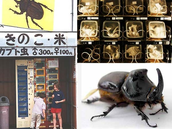 Dựng máy bán “snack” côn trùng ăn liền, ông chủ người Nhật thu gần 5.000 USD/tháng