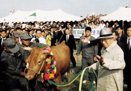 Ông dắt một con bò băng ngang Bàn Môn Điếm trở lại miền Bắc để “trả lại” món nợ đầy nước mắt năm xưa… 