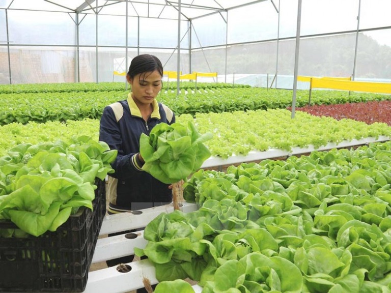 Hai ngành nghề tôi tin là Việt Nam có thể dẫn đầu tại ASEAN nếu biết phát triển đồng bộ và sáng tạo. Thứ nhất là nông nghiệp công nghệ cao