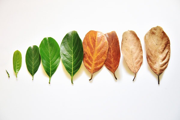 Bạn là cổ phiếu hay trái phiếu?