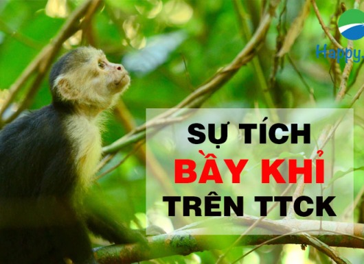 Hiểu đầu cơ từ sự tích bầy khỉ trên thị trường chứng khoán