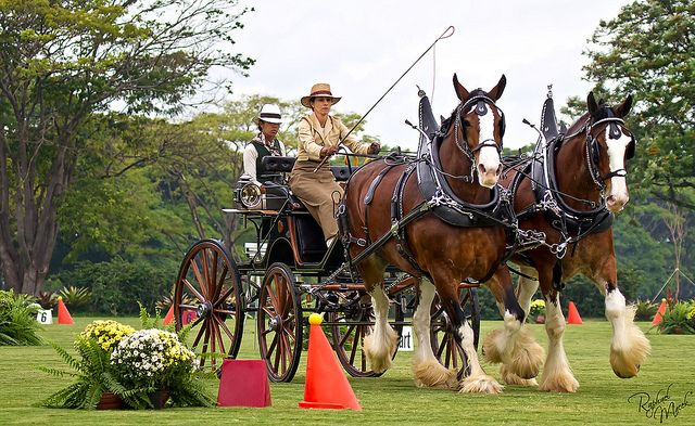 Marketing khôn ngoan như Budweiser: 'Nghỉ' quảng cáo trong Super Bowl, dành 5,6 triệu USD đó để nâng cao nhận thức về vaccine Covid-19