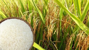 reuters-bangladesh-sap-nhap-khau-hon-200-ngan-tan-gao-tu-viet-nam-happy-live-1