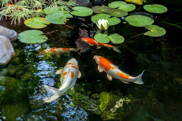 Chứng khoán tăng tốc, đọc vị thị trường thế nào để tránh chịu cảnh “mãi đứng ngoài quan sát”