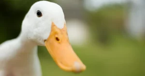 Lame Duck Period (Thời kỳ vịt què) là gì và ảnh hưởng của nó đến TTCK?