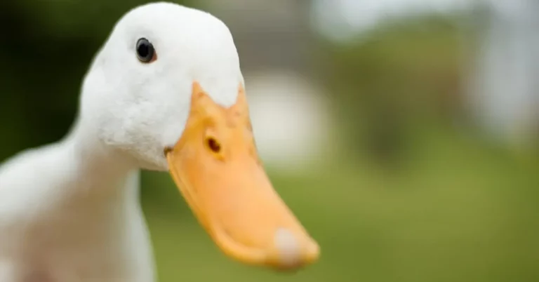 Lame Duck Period (Thời kỳ vịt què) là gì và ảnh hưởng của nó đến TTCK?