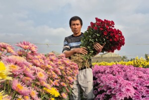 Anh Sỹ có nguồn thu nhập khoảng 200 triệu đồng/năm từ trồng hoa cúc.