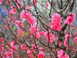 sau-tet-am-lich-chung-khoan-viet-nam-thuong-bien-dong-ra-sao-happy-live-1