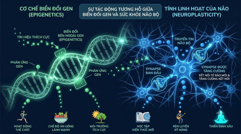 Cơ sở sinh học của phương pháp tự chữa lành bằng tâm trí